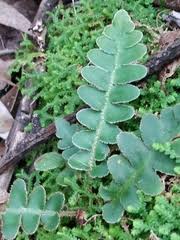 Image result for Asplenium linckii