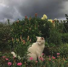 Pin By Sophie On Gardens Flowers In 2020 Cat Aesthetic Animals Cats