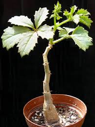 Image result for Cyphostemma quinatum