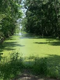 More Barretaria Swamp Country Roads Favorite Places Orleans