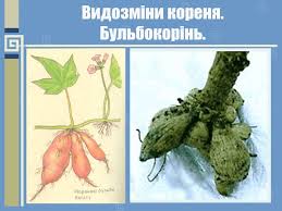 Картинки по запросу кореневі бульби Prezentaciya Botanika Vegetativni Organi Roslin 9 Klass Skachat Proekt