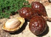 Image result for Raphia australis