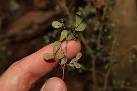 Image result for Phyllanthus microdendron