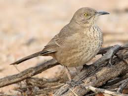 Image result for Trachyandra burkei