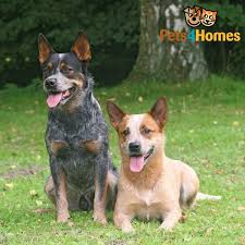 He has strong herd instinct, high drive, high energy. Australian Cattle Dog Dog Breed Facts Highlights Buying Advice Pets4homes