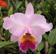 C Odom S Schroeder Creek Orquideas Orquidea Flores