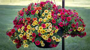 But don't limit their charm to just hanging outdoors. Healthy Happy Hanging Flower Baskets At Menards