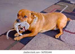 However some can even be as late as 8 months old when the ears go up. Golden Chihuahua Successfully Hunting Down Rodent Stock Photo Edit Now 567031444