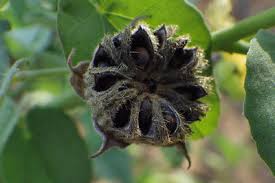 Image result for Abutilon austro-africanum