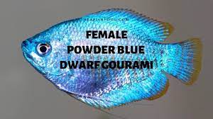 Also, make sure fish food is a constant. Female Powder Blue Dwarf Gourami Unique Traits Seafish