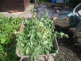 Fill any size container halfway with fresh comfrey cuttings. How To Make Comfrey Tea Not Just Greenfingers