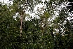 Image result for Newtonia