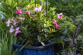 Image result for Mandevilla