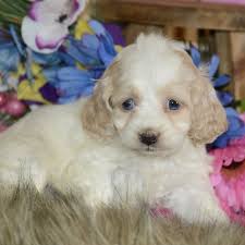 Well you're in luck, because here they come. Brooklyn Cockapoo Puppy 637681 Puppyspot