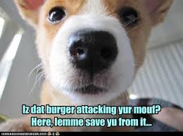 Wacky dog does uncharacteristic thing, also known as doge in danger refer to memes in which a. I Has A Hotdog Save You Funny Dog Pictures Dog Memes Puppy Pictures Pictures Of Dogs Dog Pictures Funny Pictures Of Dogs Dog Memes Puppy Pictures Doge Cheezburger