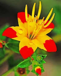 They make the world a beautiful place. The Reluctant Optimist Unusual Flowers Beautiful Flowers Strange Flowers