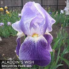 Aladdin S Wish Iris Garden Aladdin Iris