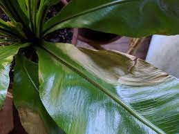 You can place a humidifier next to the plant, leave it in a bathroom where hot showers steam the room, or try misting the fronds in the morning. Why Are The Leaves On My Bird S Nest Fern Turning Dry And Brown On The Edges Houseplants