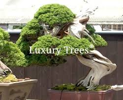 Die verschiedenen bonsaipflanzen sind dabei individuell und weisen eine interessante und oft malerische wuchsform auf. Bonsai Gartenbaume Gartengestaltung Bau Luxurytrees Com