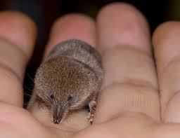 The Etruscan Shrew Suncus Etruscus Also Known As The Etruscan Pygmy Shrew Or The White Toothed Pygmy Shrew Is The Sma Mammals Interesting Animals Small Pets