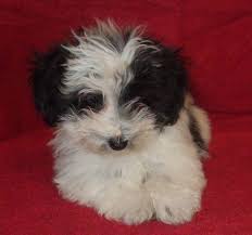 All health paper work and purchase contract provided. Havapoo Puppies For Sale Ohio