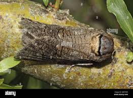 Image result for Cossus cossus