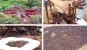 Image result for Caesalpinia decapetala