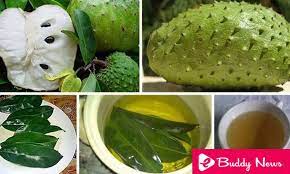 Jun 18, 2021 · place three to four young leaves (or one to two mature leaves) in a pot of boiling water and boil for ten to fifteen minutes. Amazing Benefits Of Soursop For Weight Loss Ebuddy News