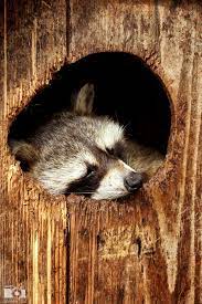 Bonne Nuit By Stefan Ilic 500px Sleeping Animals Animals Beautiful Cute Animals