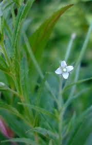 Image result for Epilobium salignum
