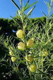 Image result for Gomphocarpus glaucophyllus