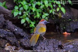 Image result for Erythrocephalum