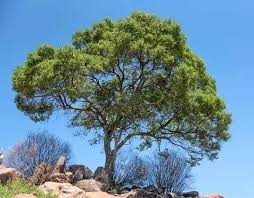 Image result for Olea capensis