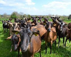 Ce n'est pas la ferme qu'on reve de voir avec des animaux dans des grands enclos ou en plain air avec de la place. Vacances A La Decouverte Des Fermes Du Centre Manche Cote Manche