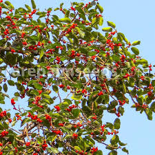 Check spelling or type a new query. Ficus Benghalensis Banyan Tree Buy Seeds At Rarepalmseeds Com