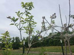 Will Silkworms Kill A Young Mulberry Tree Animal Fibers Forum At Permies