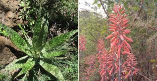 Image result for Aloe cameronii × greatheadii