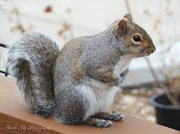 Gentle Joy Photography In The Life Of A Squirrel Fox Squirrel Squirrel Squirrel Art
