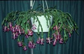 For tips on how to make sure your christmas. Category Christmas Cacti K State Horticulture Newsletter