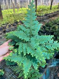 Image result for Selaginella kivuensis