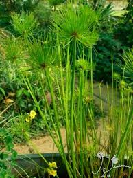 Image result for Cyperus papyrus