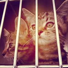 Vaccinations are given to prevent disease, not as a treatment for sick cats. Voluntary Quarantine At Spokane Humane Society After Parvo Feline Distemper Found Bloglander