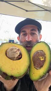 Growing Marcus Pumpkin Avocado