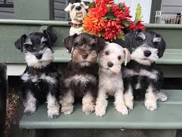 The current median price for all standard schnauzers sold is $1,650.00. Schnauzer Colours