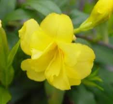 Image result for Gelsemiaceae
