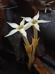 Image result for Voyria