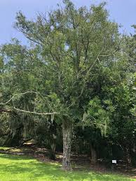 Image result for Nageia