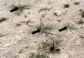 Image result for Coelachyrum