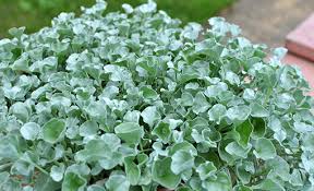 Image result for Dichondra