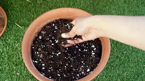 Maybe you would like to learn more about one of these? Potting Mix For Indoor Plants Well Draining Soil Bring Nature Inside